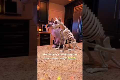 cat loves skeleton cat 🐈 happy Halloween 🎃 👻 #halloween #cats #funnycatvideo #shorts