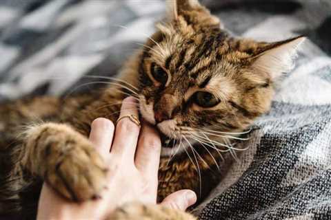 Cats Biting - Causes, Signs, and Prevention