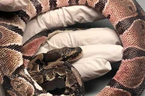 Vitamin C Deficiency in Snakes