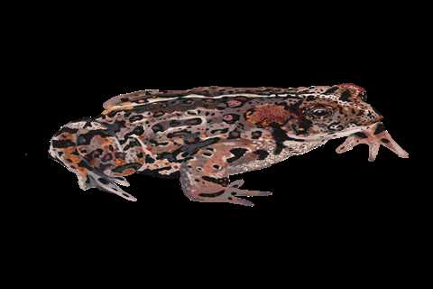 Increasing the Odds for Amphibians in the Face of a Long-Term Pandemic