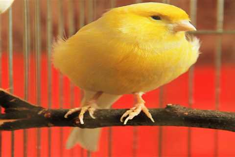 What Supplements Do You Suggest for My Canaries Enlarged Mass
