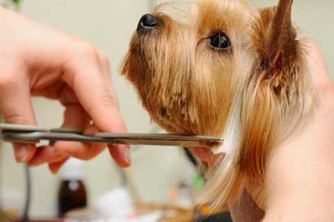 Hairstyles for Yorkshire Terriers
