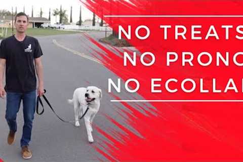 Stop leash pulling fast.  No ecollar, no prong, no treats
