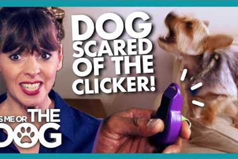 Clicker Training Backfires as Dog Becomes SCARED of the Sound! |  It''s Me or The Dog