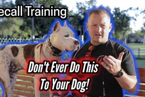 NEVER DO THIS to Your Dog After Calling Them! American Staffordshire Terrier