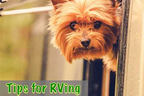 Tips For RVing With Pets