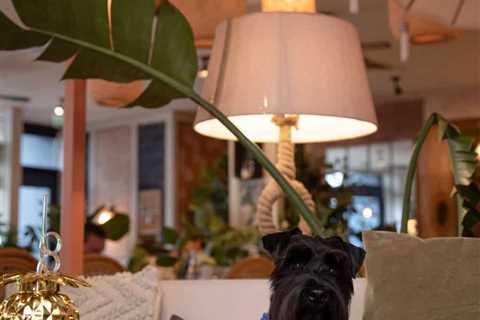 5 Reasons Not To Miss Our Pups’ Paradise Escape Supper Party