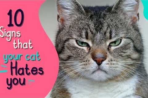 💔 10 Signs That Your Cat Really HATES You | Furry Feline Facts 😾😿