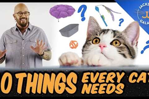 Everything You Need for Your Cat | 10 Cat Essentials for New Guardians