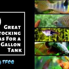 40 Best Fish For Stocking A 20 Gallon Tank – Ideas & Combinations You Can Copy