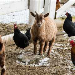 Can Goats and Chickens Live Together?