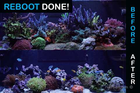 A Blueprint For Rebooting a Reef Tank