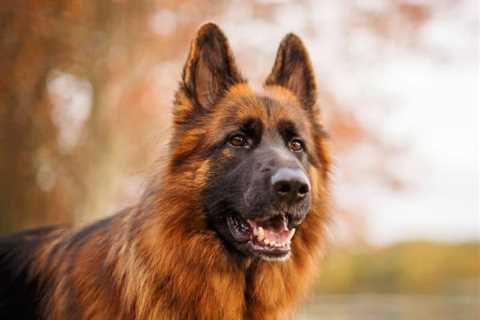 What Is A Long-Haired German Shepherd? (Breed Basics 101)