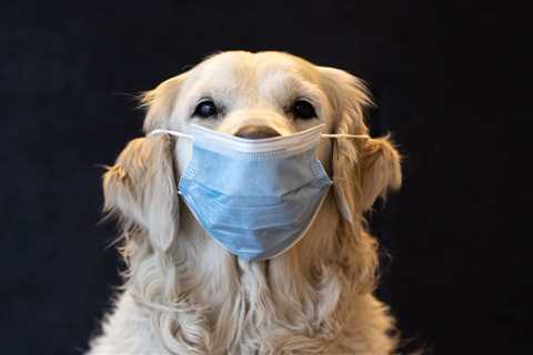 This Month in Dog Health: September 2022