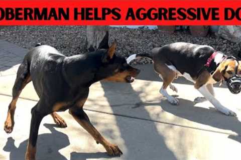 Can a dog fix another dogs aggression?  Watch Prince in action.