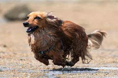How movement and exercise in dogs promotes longevity and healthier aging