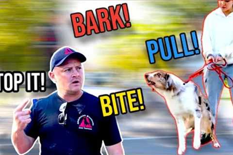 Stop Dog Barking Lunging & Pulling! TRANSFORMATION GUARANTEED