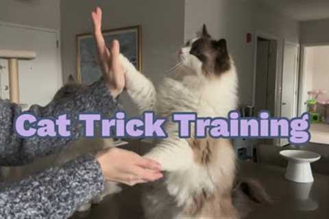 Training Session with Eevee and Yoshi — Cat Tricks! Working on Multiple in a Row