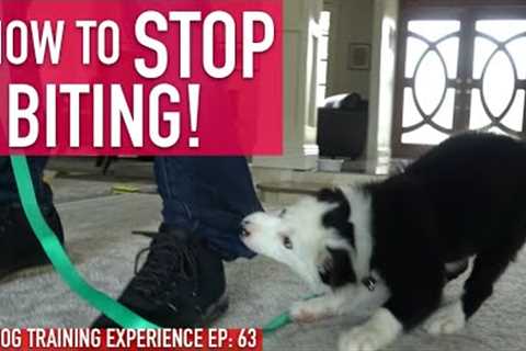 How to Train Your Puppy to STOP BITING, Watch How Long it Actually Takes!
