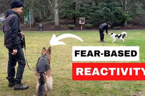 How to Fix FEAR REACTIVITY in Dogs