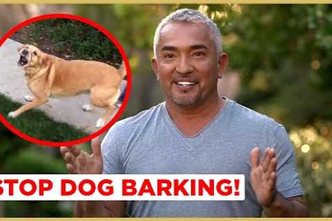 How to Stop Dog Barking! (Cesar911 Shorts)