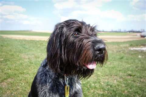 Fun Activities for Wirehaired Pointing Griffons: Keep Your Pup Active and Happy