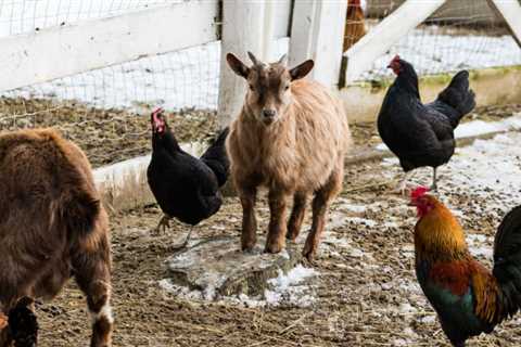 Can Goats and Chickens Live Together?