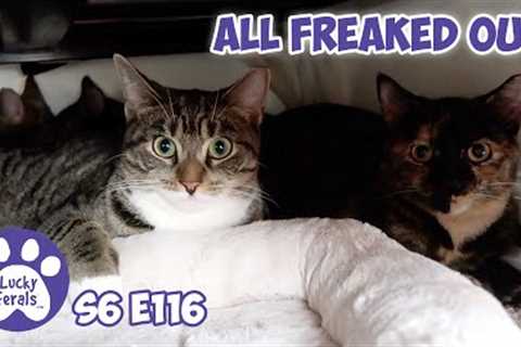 All Freaked Out | S6 E116 | Training Feral Kittens  - Lucky Ferals Cat Family