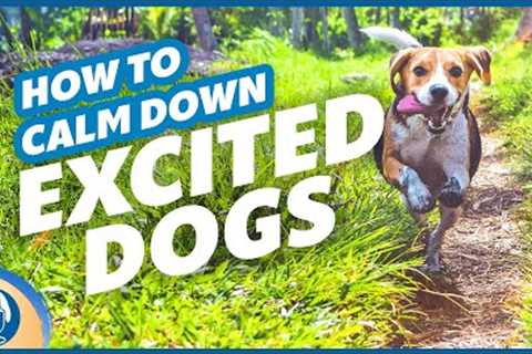 Help Your Excited Dog Calm Down And Stop Barking, Lunging, Spinning, Nipping #136 #podcast