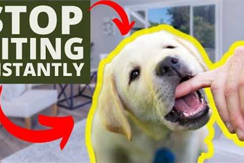 How To Stop Puppy Biting Instantly