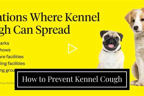 How to Prevent Kennel Cough