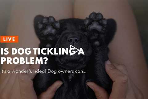 Is Dog Tickling a Problem?