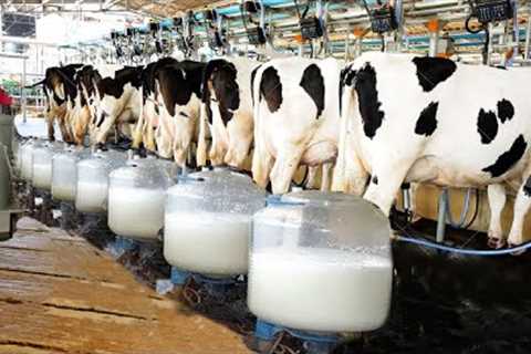 Modern Cow Dairy Farming - Cow Milking Technology Machine - Smart Dairy Farm