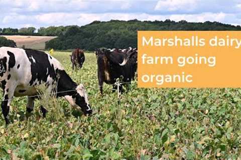 Why Marshalls dairy farm going organic?