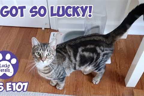 I Got So Lucky! | S6 E107 | Training Feral Cats Feeding Feral Kittens