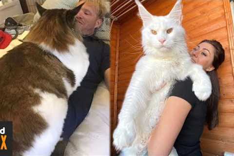 THE BIGGEST MAINE COON CATS