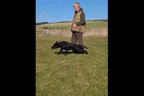Gundog Training 6 weeks to 18 months. Labrador Retriever, Working Dog