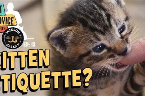 Stop Kitten Biting NOW!