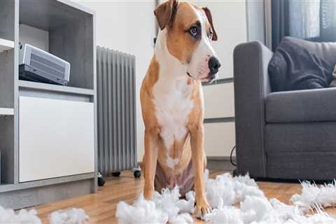 Understanding Pet Behavior Problems: What to Look Out For