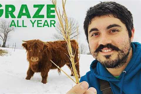 GRAZING COWS ALL WINTER LONG... But How?