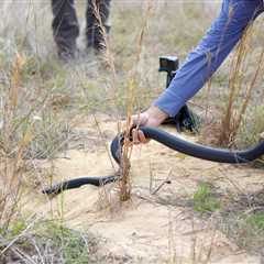 19 Captive-Bred Eastern Indigo Snakes Released In Florida’s Apalachicola Bluffs and Ravines Preserve