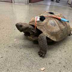 UC Davis Exotic Vets Remove Bladder Stone From 80-Year-Old Desert Tortoise