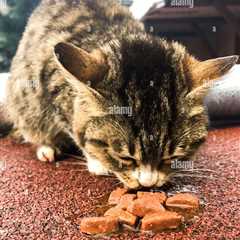 The Importance of Feeding Your Cat