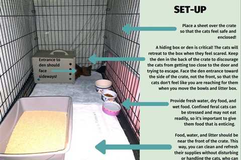 Crate Cats - How to Get Your Cat to Like a Crate