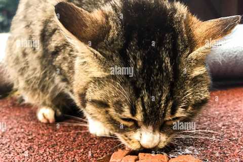 The Importance of Feeding Your Cat