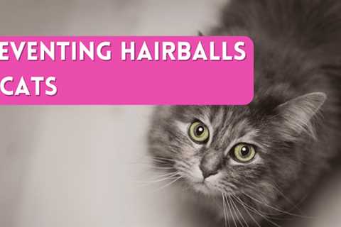 Preventing Hairballs in Cats