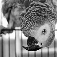 Can I Leave an African Grey Outside the Cage & Go to Sleep?