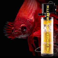 The Danger For Your Betta in Your Tank: Can A Filter Kill A Betta Fish!
