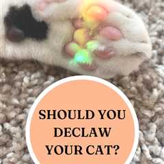 Declawing Your Cat