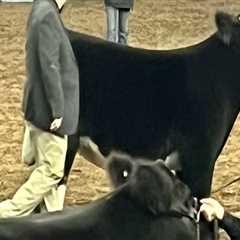 Everything You Need to Know About Oklahoma Show Steers